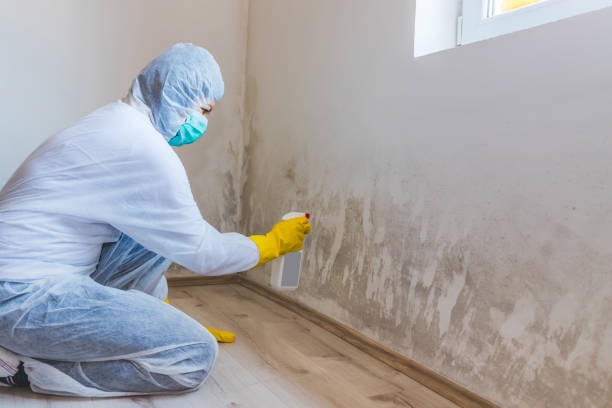 Licensed Mold Removal service in Winfield, PA - WQB Mold Removal